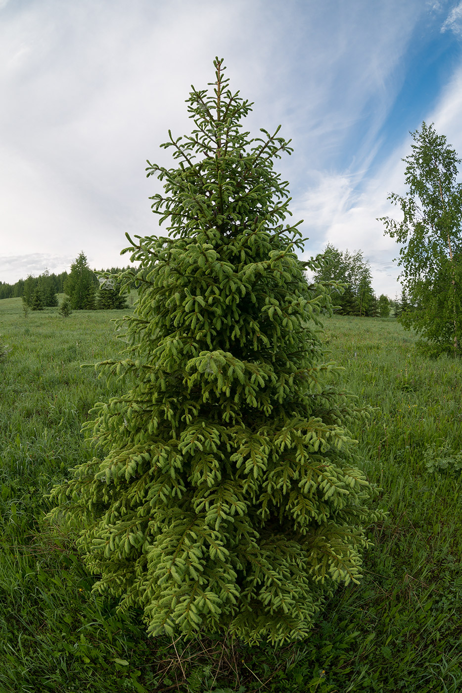 Изображение особи род Picea.