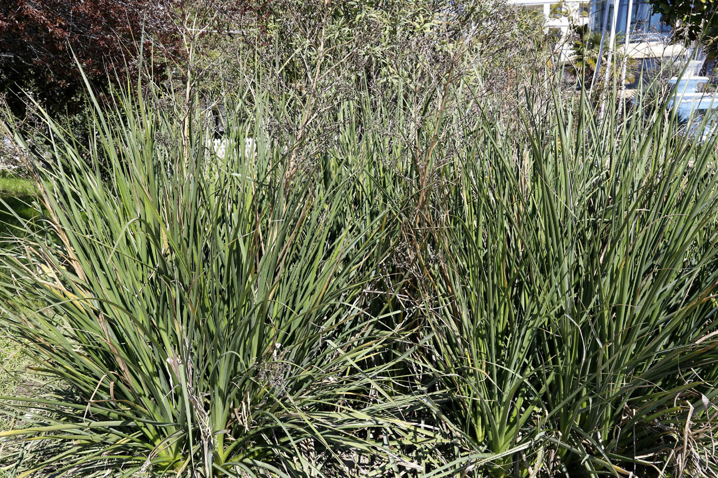 Image of genus Eryngium specimen.