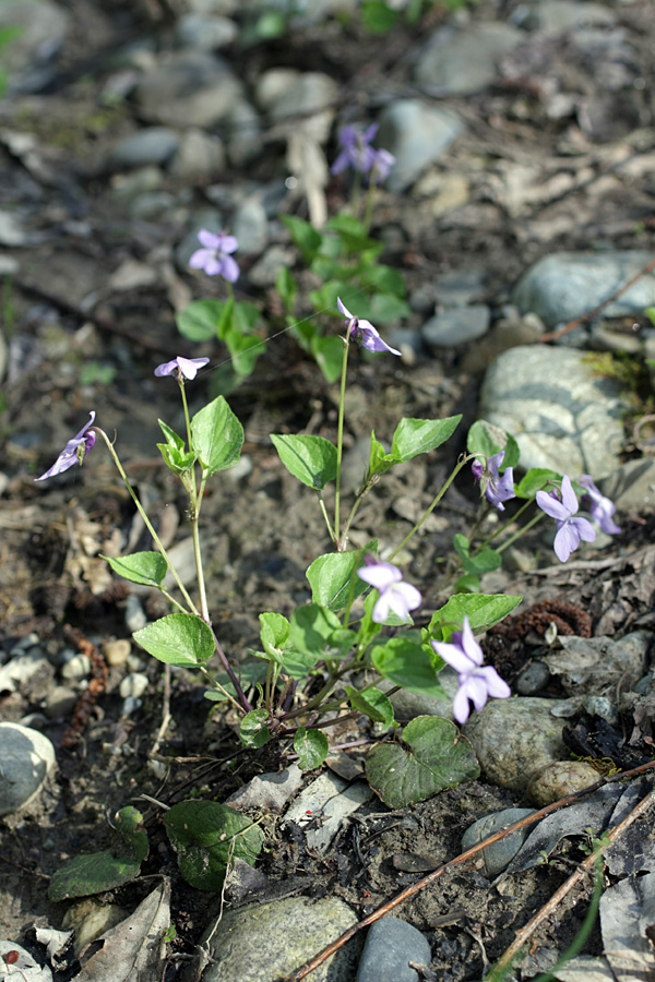 Изображение особи Viola sieheana.