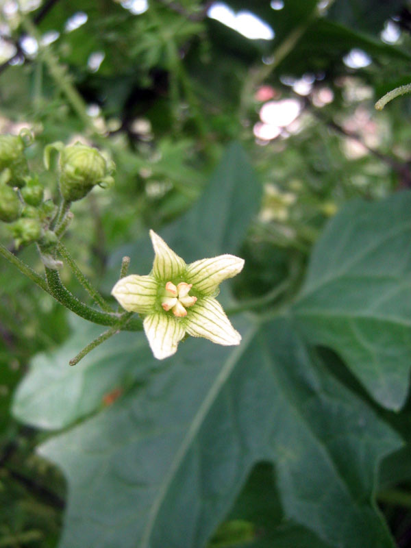 Image of Bryonia alba specimen.