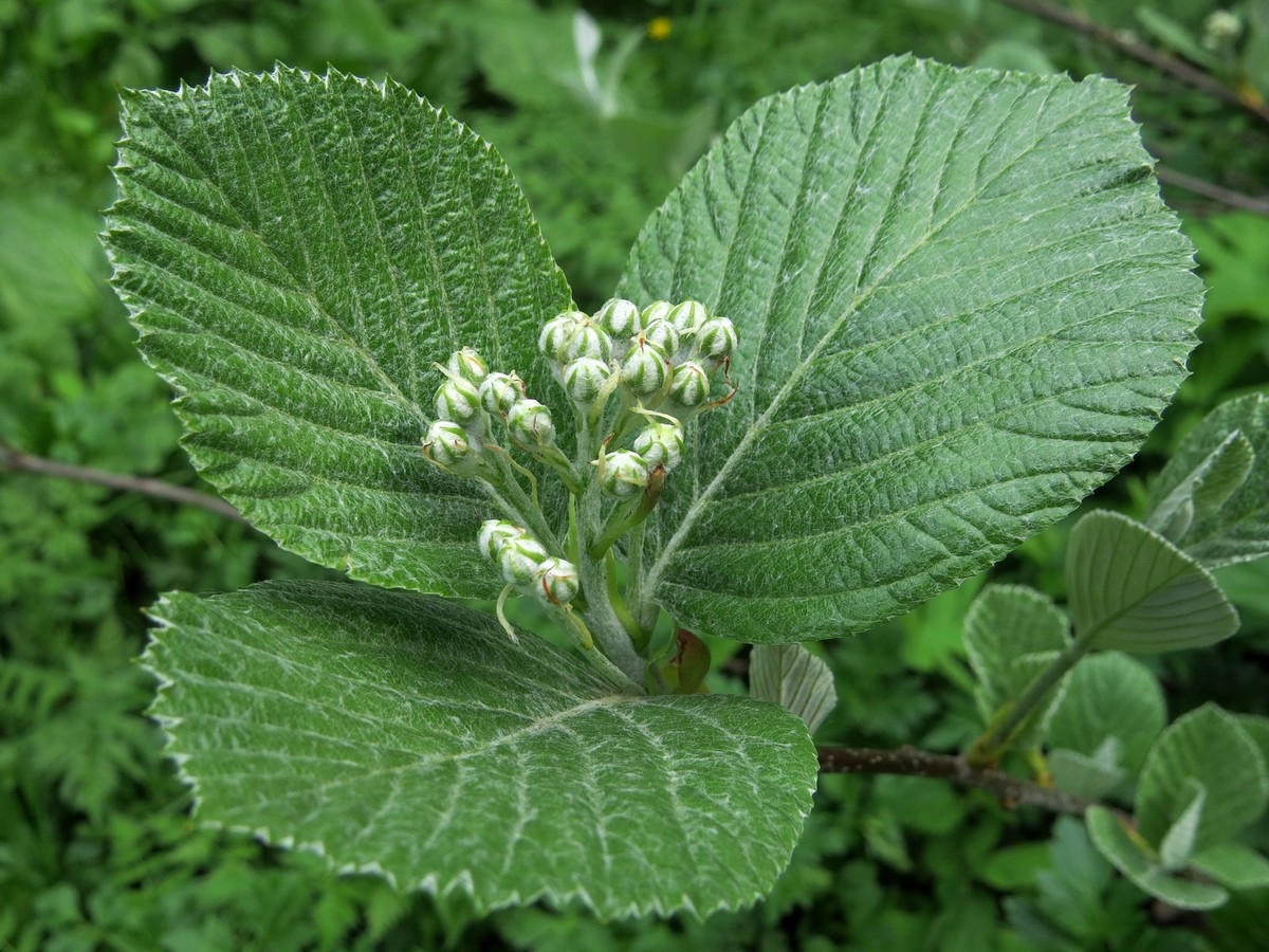 Image of Sorbus migarica specimen.