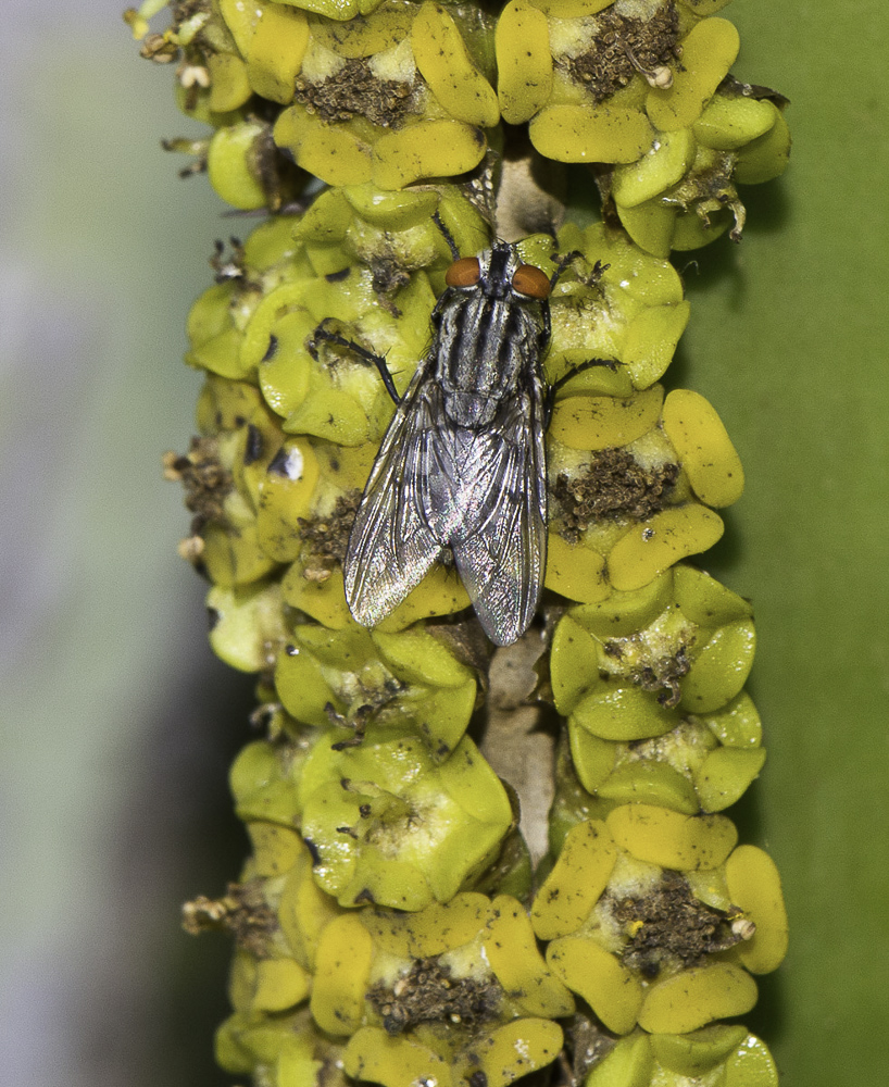 Изображение особи Euphorbia cooperi.
