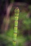 Equisetum fluviatile. Верхушка побега со стробилом. Пермский край, Оханский р-н, Тулумбаихинское сельское поселение, Кунчурихинский бор, сырой луг. 27.05.2018.