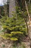 Abies nordmanniana. Молодое растение. Республика Адыгея, правый берег р. Курджипс в 500 м выше по течению относительно Овечьей пещеры, смешанный лес (пихта Нордмана, береза, попадается сосна). 01.05.2018.