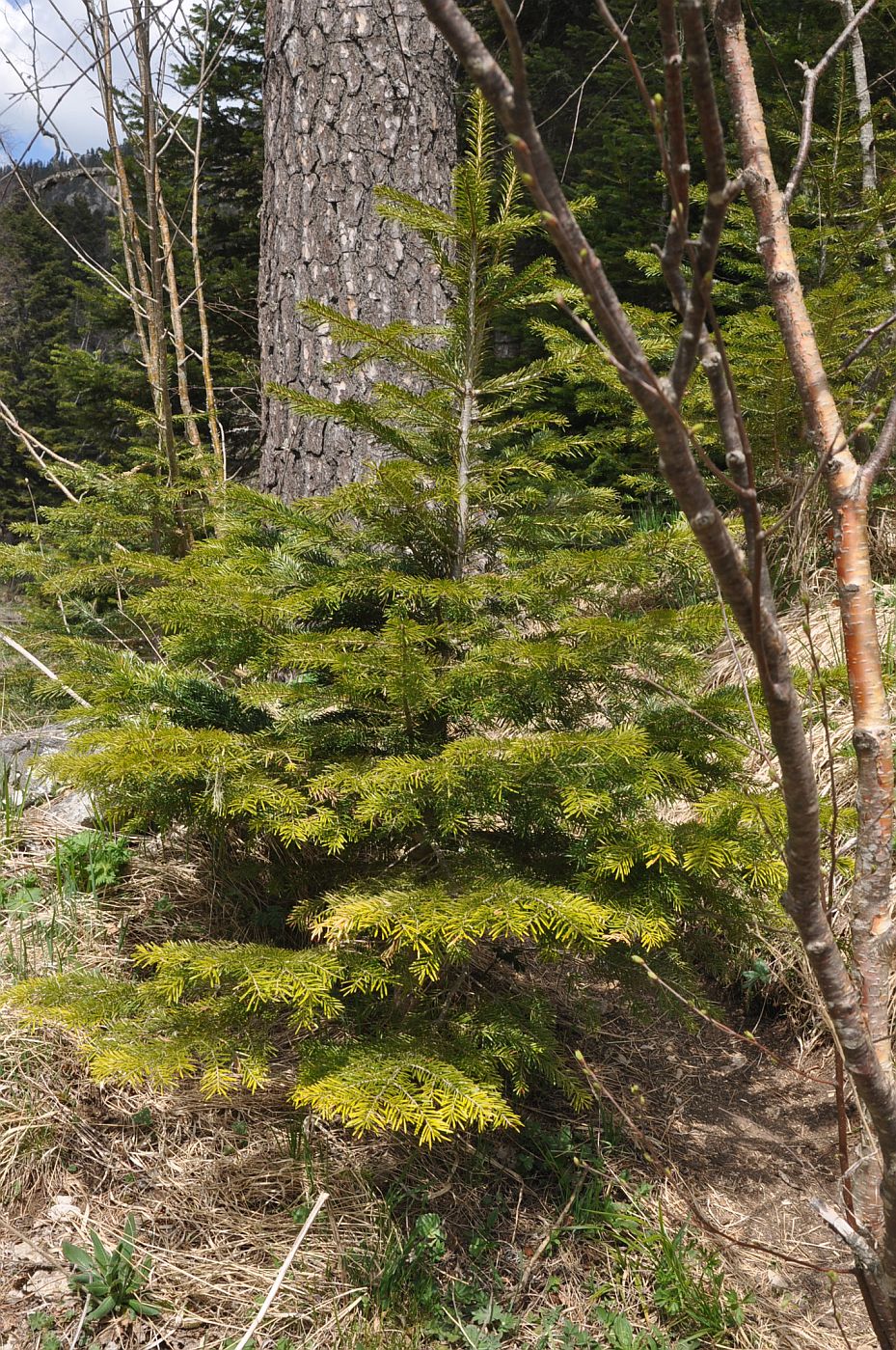 Image of Abies nordmanniana specimen.