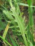 Valerianella uncinata