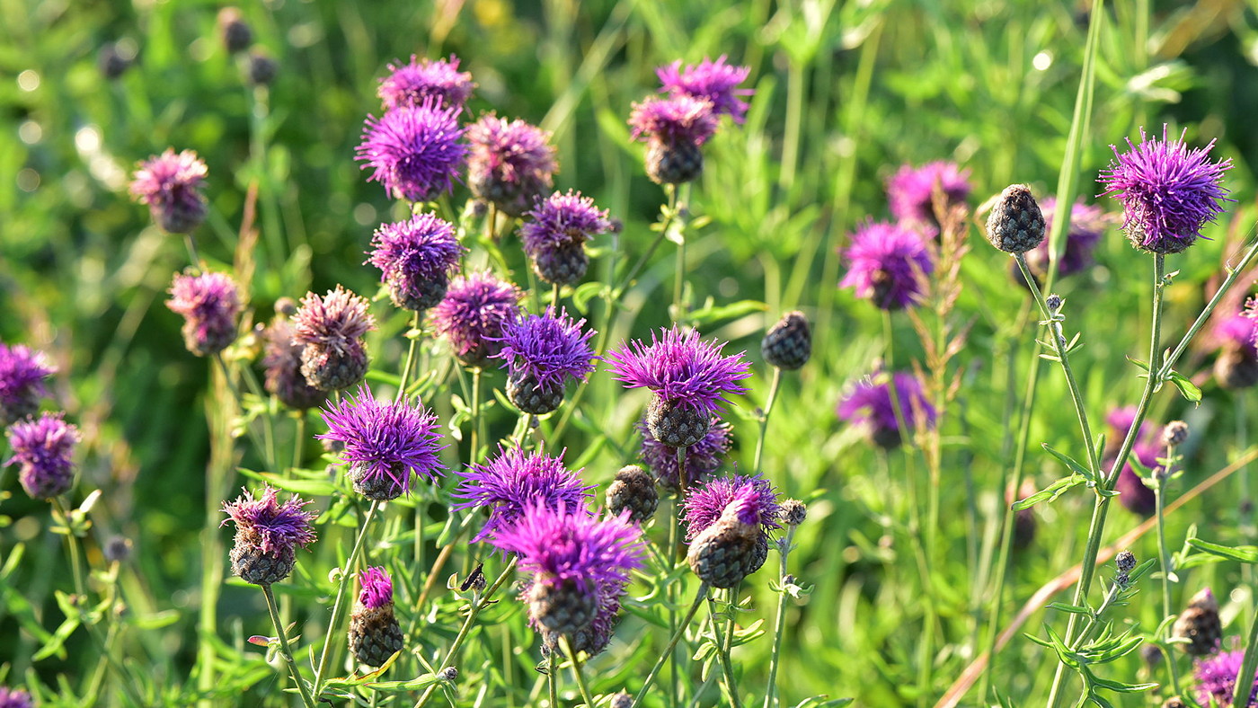 Изображение особи Centaurea scabiosa.