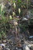 Phleum subulatum