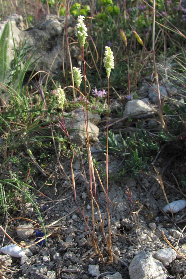 Изображение особи Phleum subulatum.