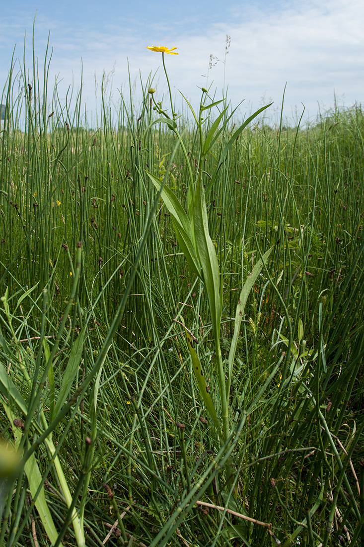 Image of Ranunculus lingua specimen.