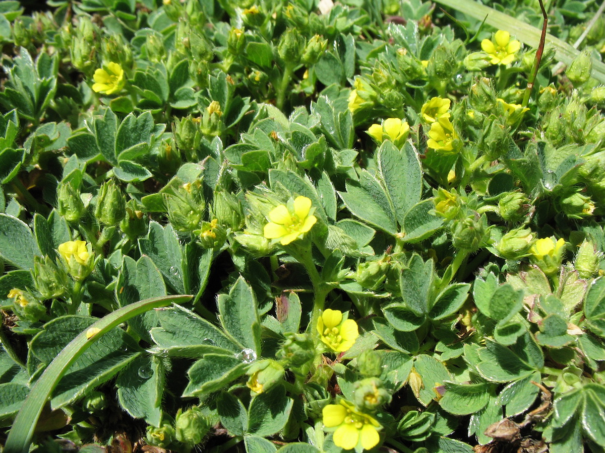 Изображение особи Sibbaldia procumbens.