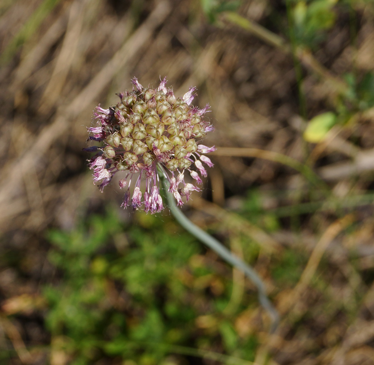 Image of Allium pallasii specimen.