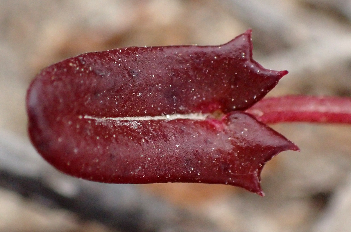 Изображение особи Rumex tuberosus ssp. creticus.