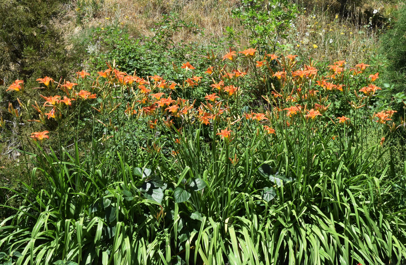 Image of Hemerocallis fulva specimen.