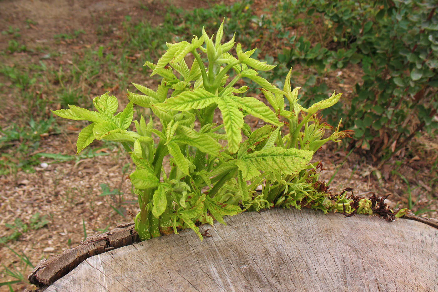 Image of Aesculus hippocastanum specimen.