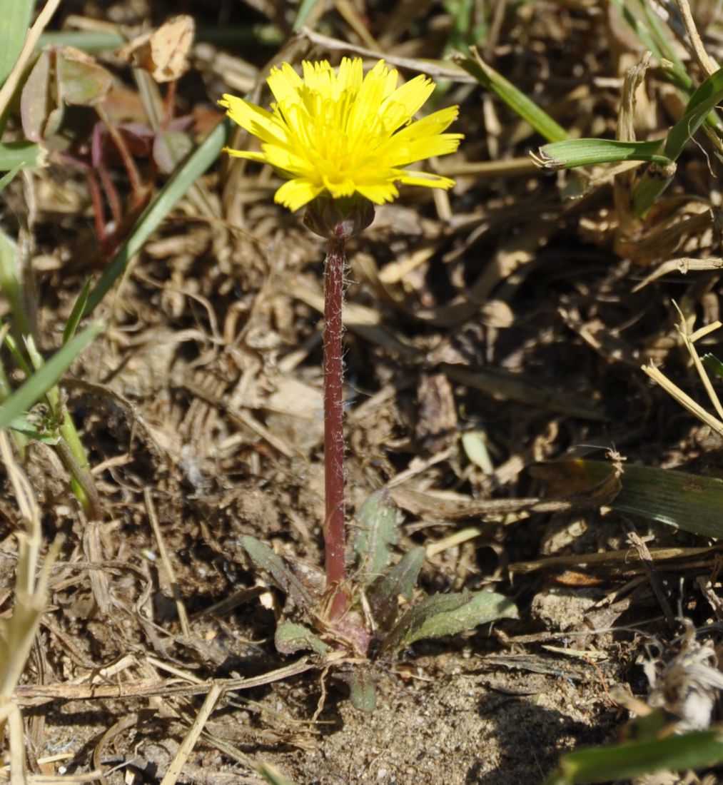 Изображение особи род Taraxacum.