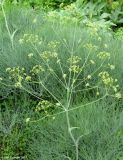 Ferula leucographa. Цветущее растение. Москва, БС МГУ. 04.06.2010.