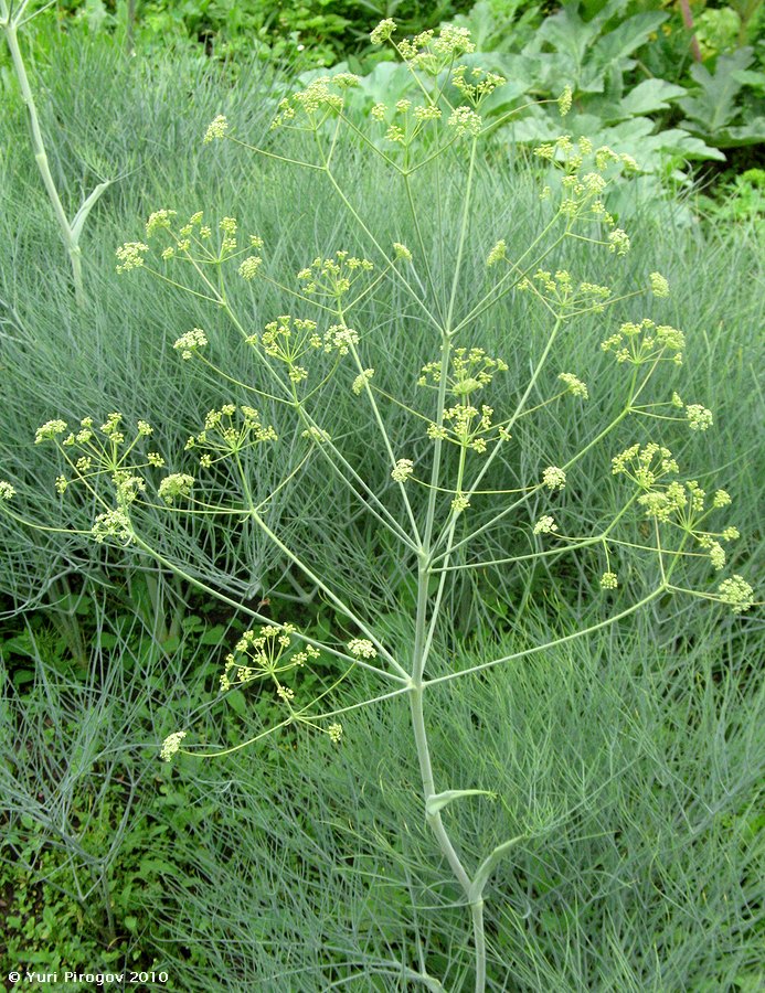 Image of Ferula leucographa specimen.