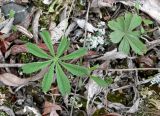 Potentilla stipularis