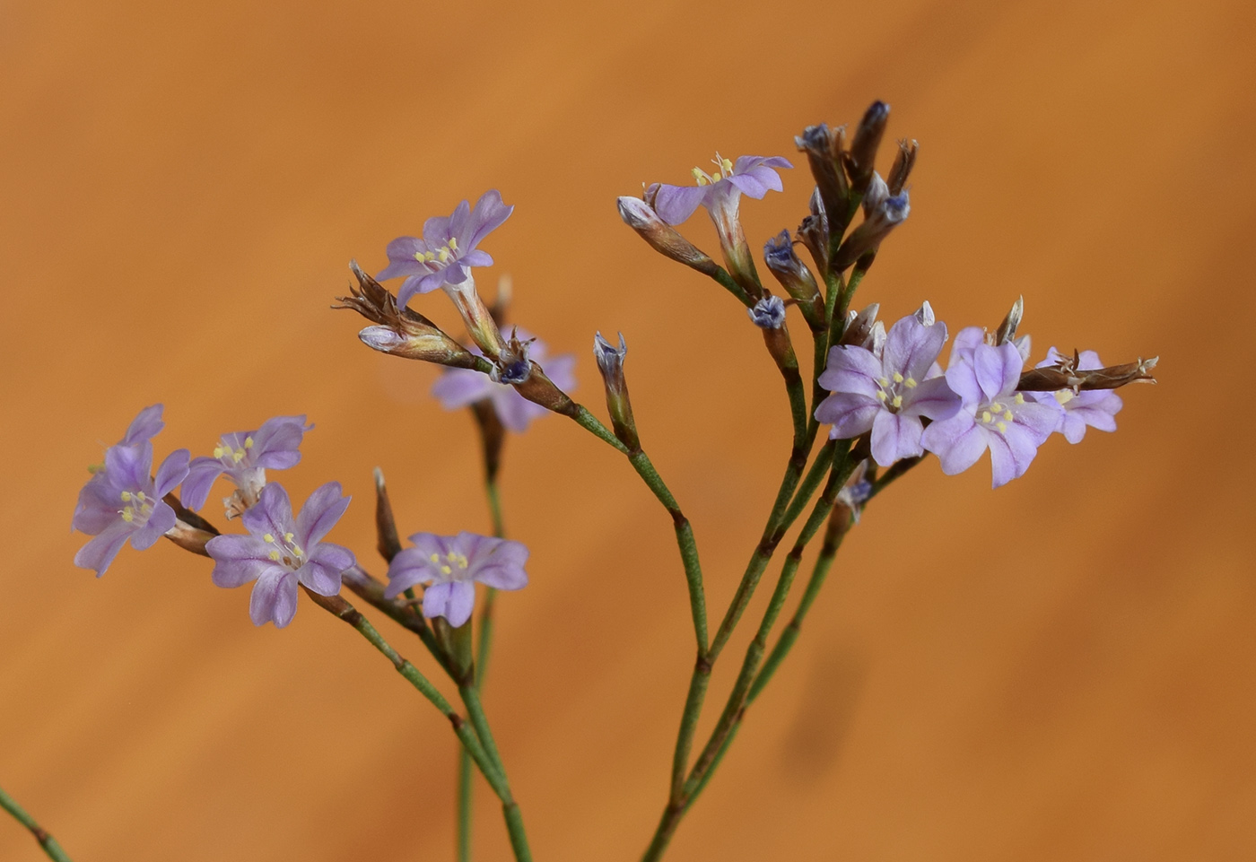 Изображение особи Limonium revolutum.