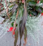 Pennisetum americanum. Листья (в сообществе с Begonia sp. и Helichrysum). Латвия, г. Рига, Старый город, Ратушная площадь, в культуре. 19.08.2018.