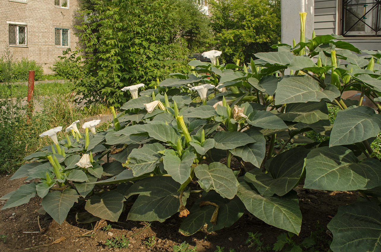 Image of Datura innoxia specimen.