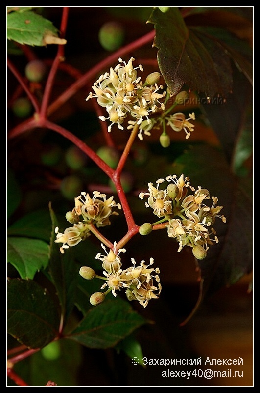 Изображение особи Parthenocissus quinquefolia.