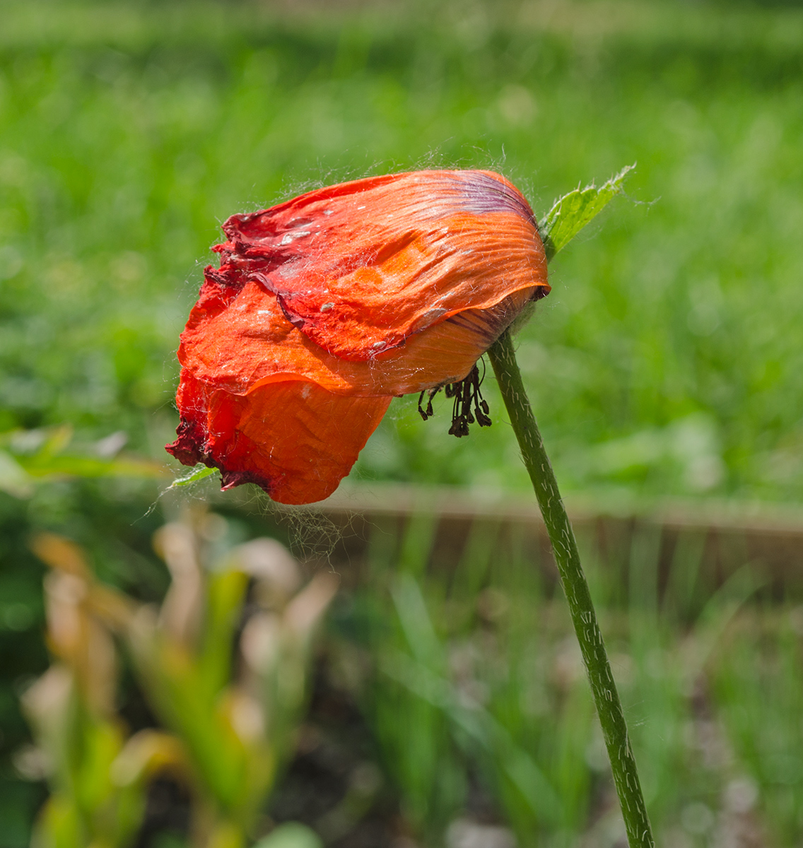 Изображение особи Papaver setiferum.