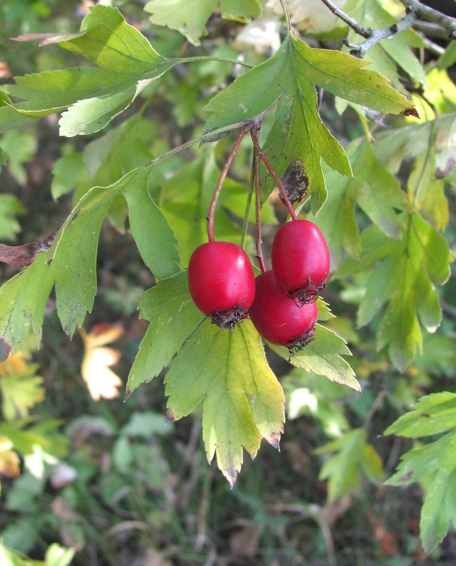 Изображение особи Crataegus monogyna.