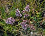 Goniolimon speciosum. Соцветие. Хакасия, Ширинский р-н, берег оз. Шунет, степь. 12.07.2018.