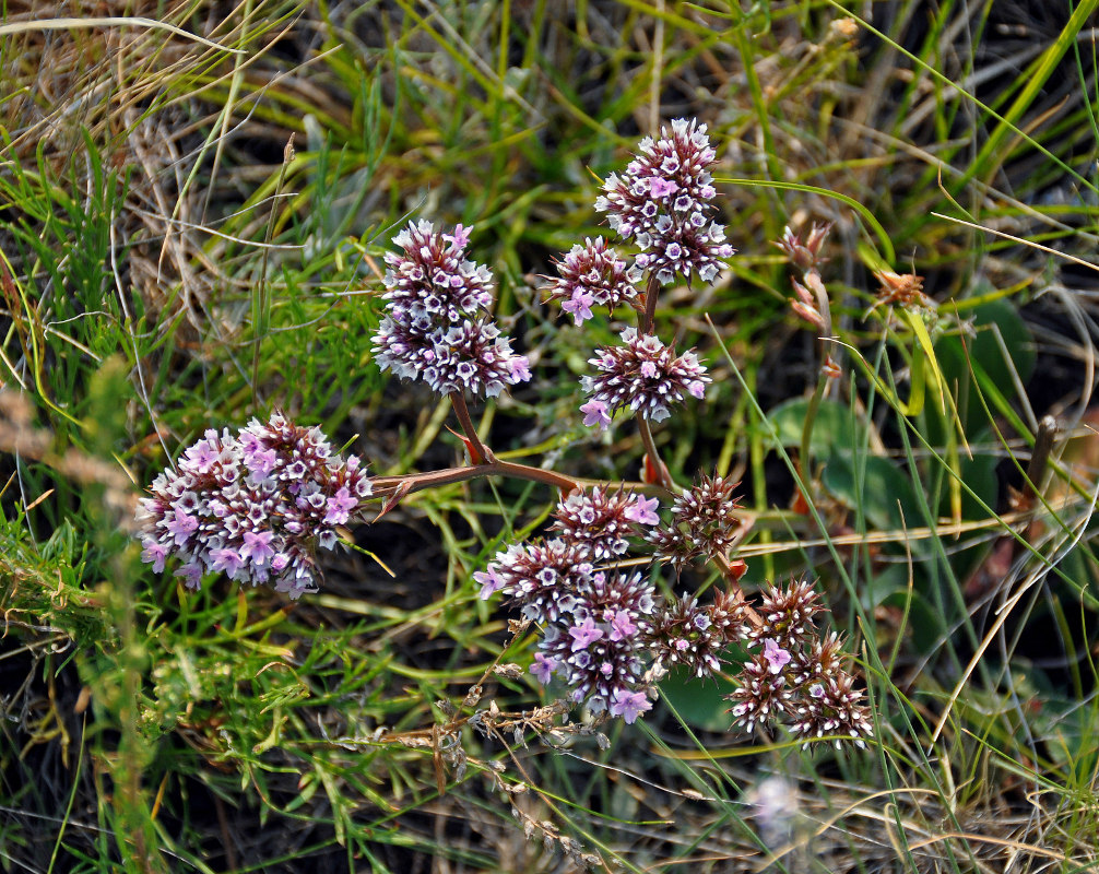 Image of Goniolimon speciosum specimen.