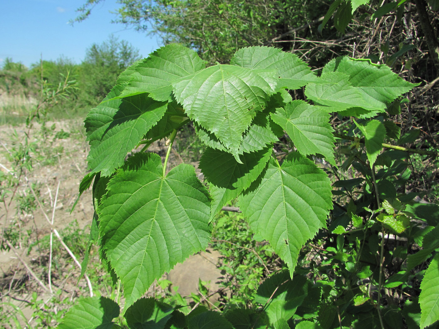 Image of Tilia begoniifolia specimen.