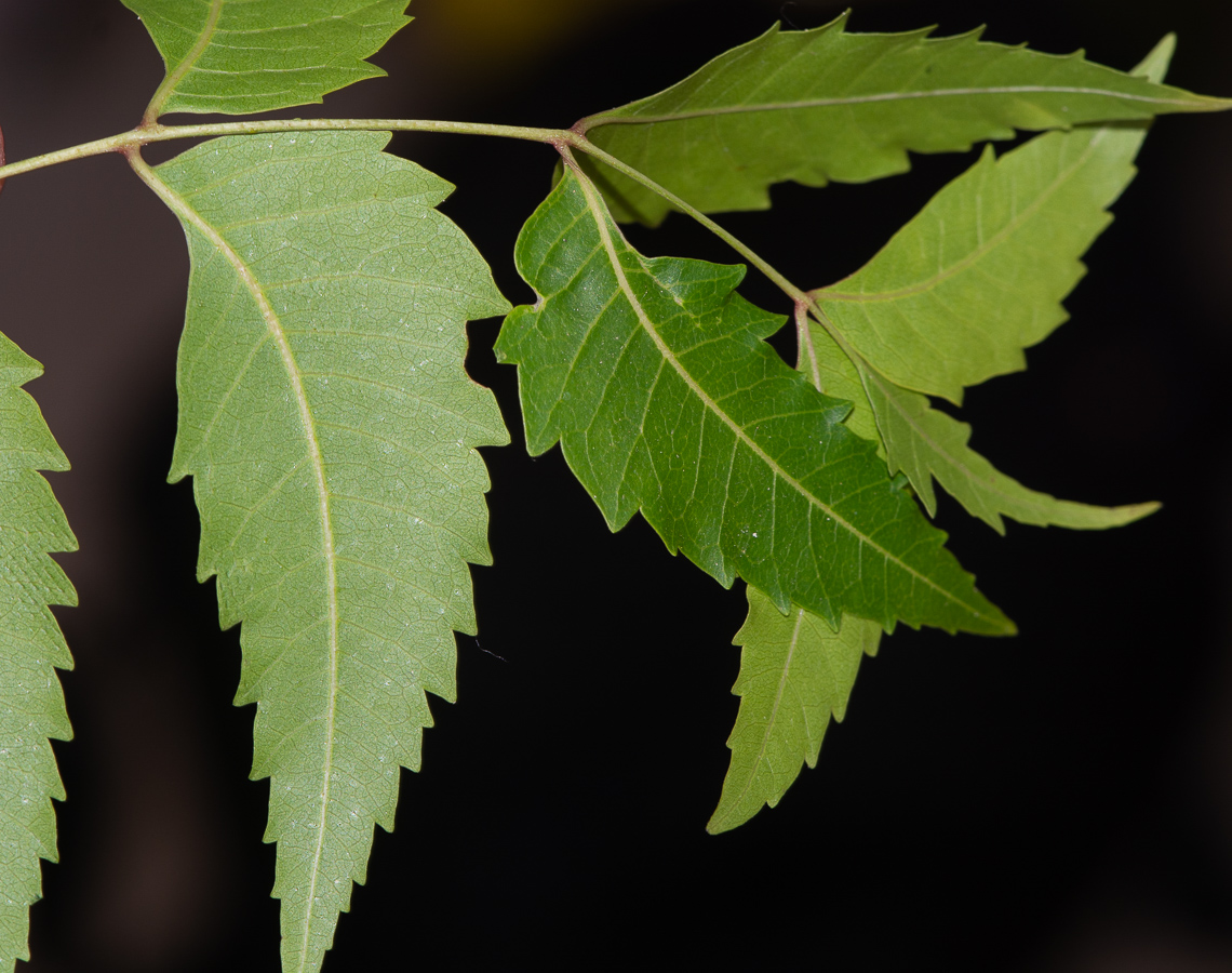 Изображение особи Azadirachta indica.