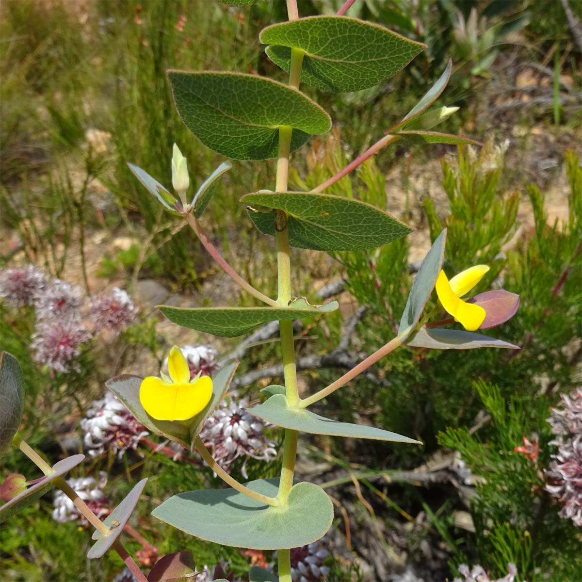 Изображение особи Rafnia acuminata.