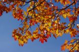 Acer platanoides. Ветви с листьями в осенней окраске. Санкт-Петербург, Московский парк Победы. 07.10.2018.