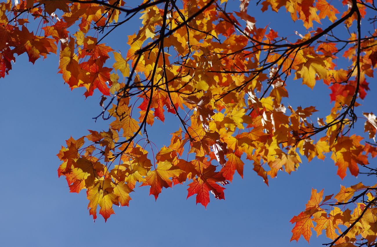 Image of Acer platanoides specimen.