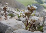 Saxifraga adscendens