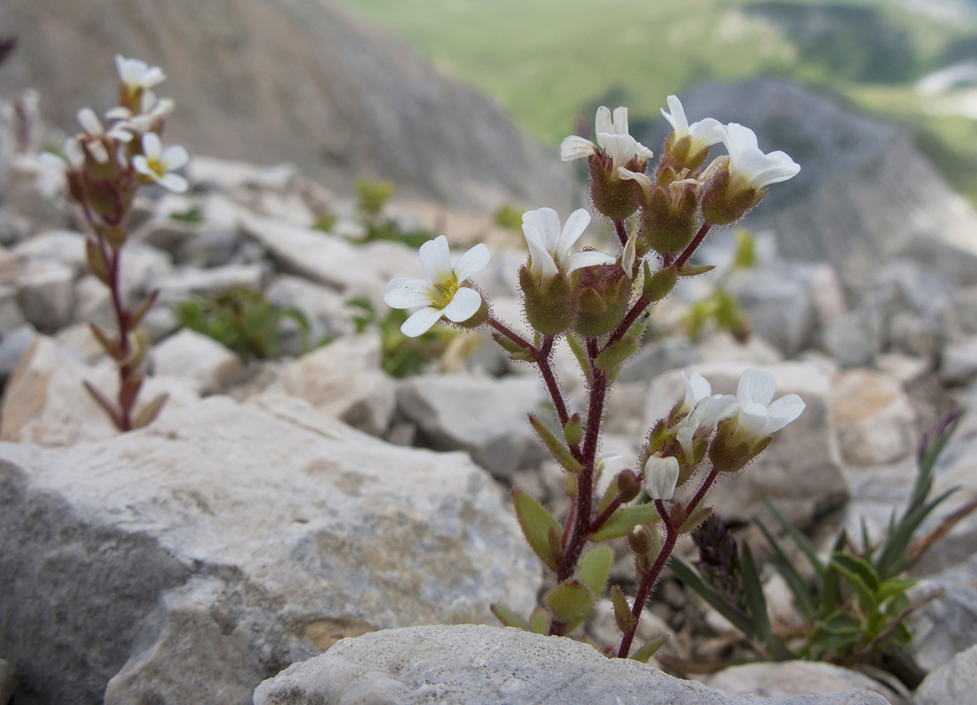 Изображение особи Saxifraga adscendens.