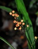 Hanguana bakoensis. Созревающее соплодие. Малайзия, штат Саравак, национальный парк Бако; о-в Калимантан, влажный тропический лес. 09.05.2017.