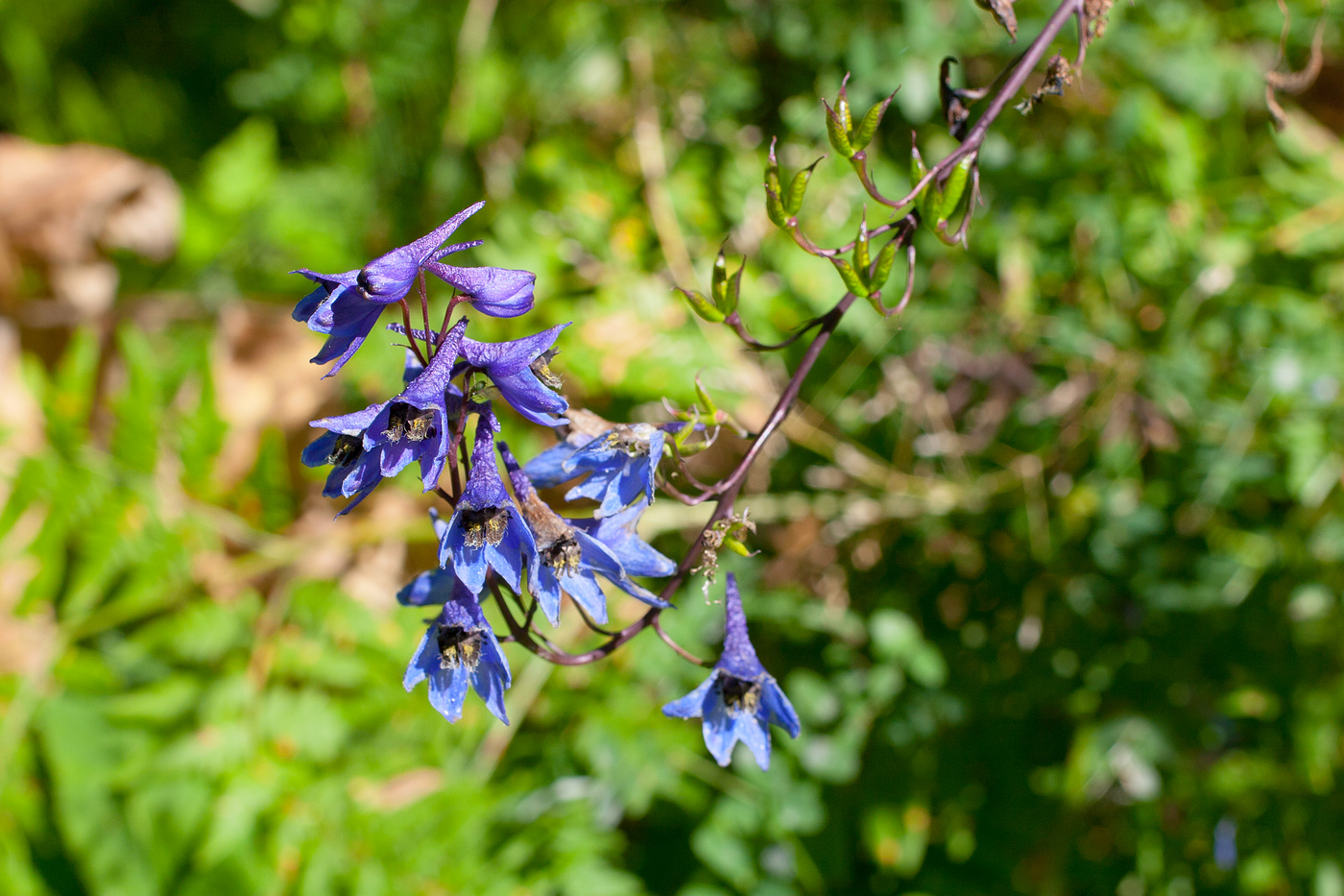 Изображение особи Delphinium elatum.