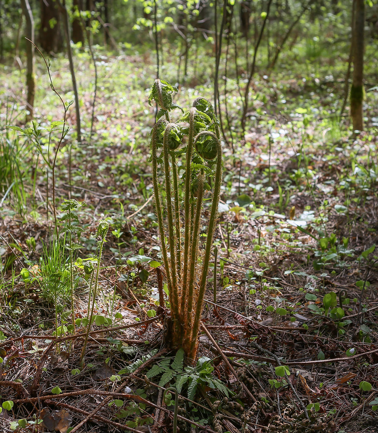 Image of Dryopteris filix-mas specimen.