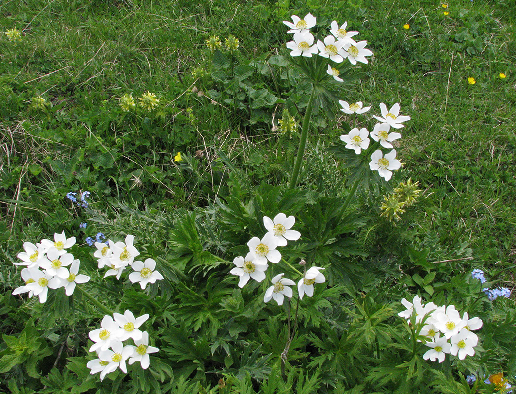 Изображение особи Anemonastrum crinitum.