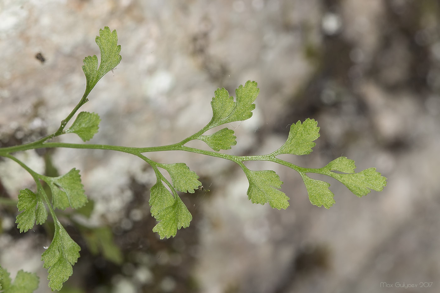 Изображение особи Asplenium ruta-muraria.