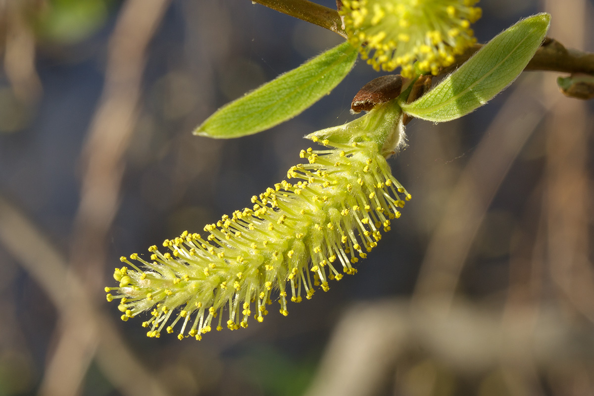 Image of Salix euxina specimen.