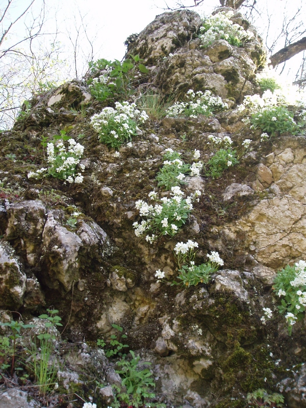 Изображение особи Arabis caucasica.