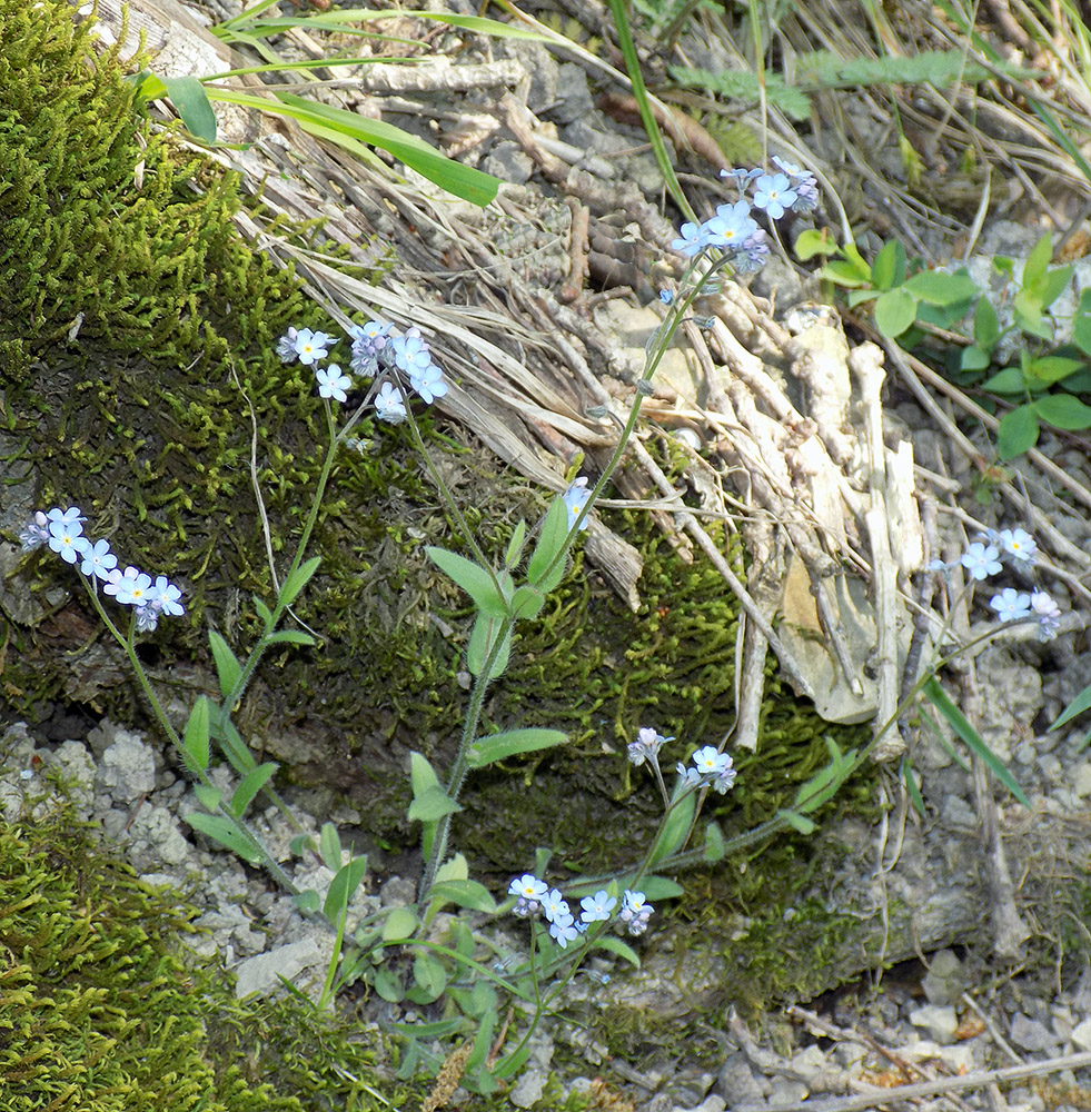 Изображение особи Myosotis lithospermifolia.