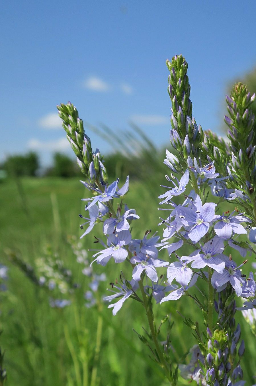 Image of Veronica jacquinii specimen.