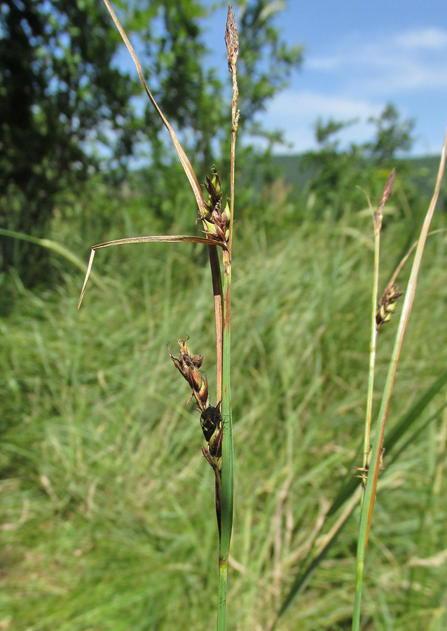 Image of genus Carex specimen.