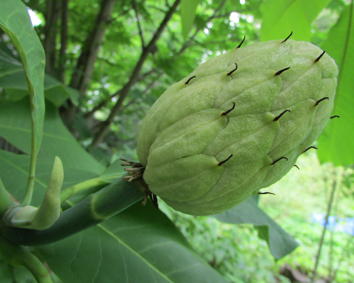 Image of Magnolia tripetala specimen.