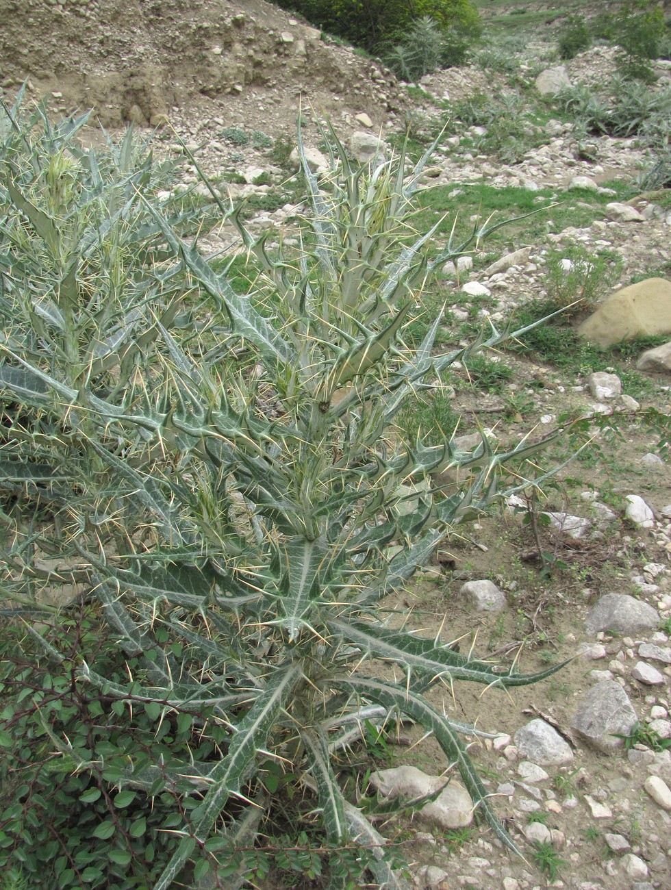 Изображение особи Cirsium argillosum.